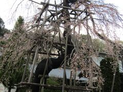 宝壽院の枝垂れ桜が散終わりまじかです