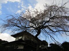 石井家の枝垂れ桜も散終わりまじか