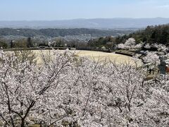 2023 生駒山麓公園～桜日和