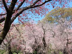 神代植物公園で桜散歩・・・