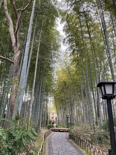 全国旅行支援でミステリーツアー／伊東温泉「ホテル伊東パウエル」／沼津、下田、修善寺など伊豆半島の旅