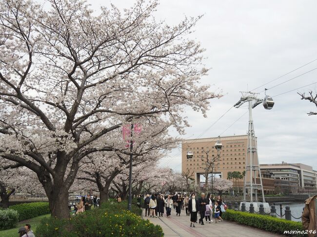 今年は、横浜の桜も記録的な早さで開花しましたが、その後は天気が良い日が少なく、お花見のタイミングが難しかったです。<br />3月19日に横浜のお花見に出かけたのですが、残念ながら見頃とはなっておらず、空振り!<br />3月27日に改めて出掛けたところ、花冷えの曇天のため春らしい写真を撮ることが出来ませんでした。<br />散歩したコースは、JR石川町→イタリア山(ブラフ18番館)→山手公園→元町公園→山下公園→みなとみらい→桜木町。<br />(二日ともほぼ同じコースを散歩しましたので、27日の写真をベースに、一部19日に撮影した写真を使っています。)