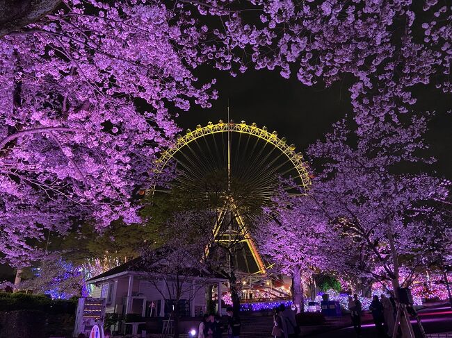イルミネーションといえば《クリスマス》ですが<br />４月９日まで開催中なのであれば<br />桜の時期に行くのもいいかも～と<br />春になるのを待って、ようやく行ってまいりました。<br /><br />夜桜ジュエルミネーション@よみうりランド