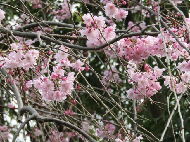 　久保橋の跨線橋を渡り、柏尾川に架かる久保橋を渡ると金井公園入口である。ここに1本の紅枝垂れ桜が植えられてある。背丈が伸びて枝の間にケーブルが通るようになり、例年ならば見向きもされない紅枝垂れ桜ではあるが、光長寺で散終わり間際の枝垂れ桜を見た後ではそれも違ってくるというものだ。<br />　まだ、枝垂れ桜は満開の時期のものもあるのだ。<br />（表紙写真は金井公園入口の紅枝垂れ桜）