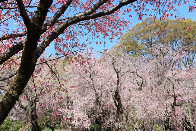 今年最初のカメラ散歩にして今年最初の桜散歩に神代植物公園に行って来ました。４年ぶりの訪問です。<br /><br />今年の桜は例年に比べてずいぶん早い開花で、もう殆どの場所でも見頃を迎えていますが、何処にいつ行くか、体調や天気などの状況をみながらそのタイミングをはかっていました、その日が今日となりました。<br /><br />神代植物公園はバラの名所として知られていますが、桜の名所としても知られており、園内には60種600本の桜が迎えてくれます。<br /><br /><br /><br /><br /><br />