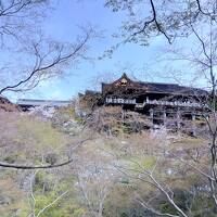 ２３春　桜満開の古都京都にて桜を愛で京料理を楽しむ　