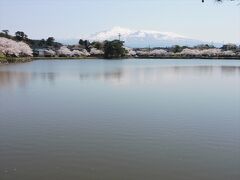 勢至公園と浜館公園の桜