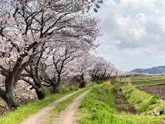 昔ながらの風情が残る今井の桜と水塚（みずか）