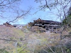 ２３春　桜満開の古都京都にて桜を愛で京料理を楽しむ　