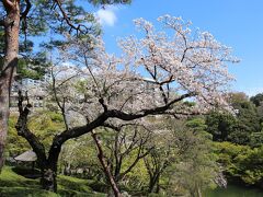 八芳園の桜☆カフェカリフォルニア☆2023/03/29