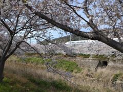 【お散歩テケテケ】定番の花見Ⅱ。<梅田川河畔>