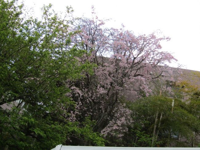 　鈴木家の家屋敷の西側に植えられてある枝垂れ桜が満開を迎えている。日光が余り差し込まない場所なのであろうか、例年開花が遅い。それでも今年は3月中に満開を迎えた。<br />　戸塚区内では宝壽院の墓地の枝垂れ桜のように、開花前や開花したばかりの枝垂れ桜も見受けられるが、中咲きの枝垂れ桜はほぼ全てが満開となっている。<br />　後は少ない遅咲きの枝垂れ桜を見掛けることがあるだけかも知れない。<br />（表紙写真は鈴木家の満開の枝垂れ桜）