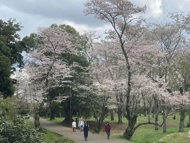 桜に染まる街、佐倉に行ってきた。