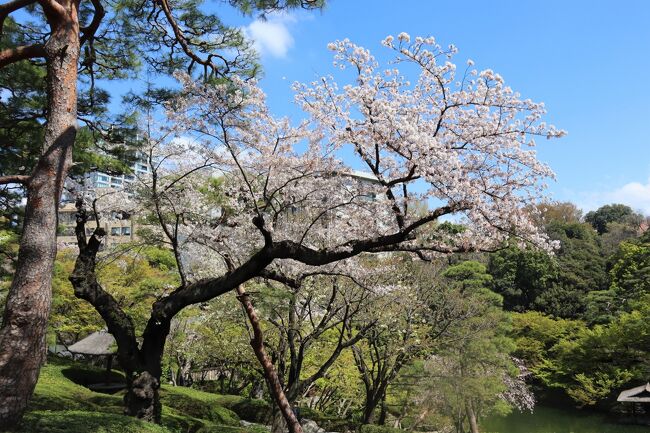 早く満開になった今年の桜。雨の日も多く、それほど気温も上がらない日が続き、長持ちした桜の花。<br />今年は、八芳園の桜を見に、出かけました。ランチは、隣のシェラトン都ホテルの中にある、カフェカリフォルニアで、桜プランを予約しておきました。