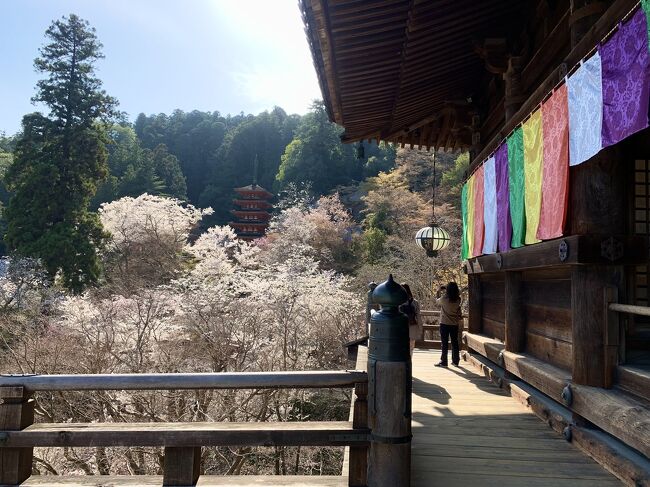 今年のお花見は奈良と決めていました。久しぶりに鹿達にも会いたいし、大好きな長谷寺の桜もみたい！好天に恵まれて奈良の桜を満喫した休日に宜しければお付き合いください&#128522;