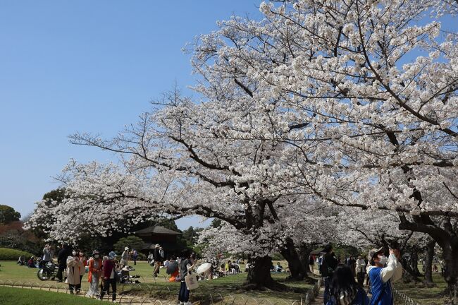 各地から桜の満開便りが届いている3月下旬、3泊4日の旅程で岡山・米子・松江・出雲へ訪れます、春旅の目的は、3か所の城址の桜、足立美術館、出雲大社、そして、山陰グルメです。<br /><br />春旅の初日(3/29)は、新横浜から岡山で途中下車、最初の目的地「岡山城＆岡山後楽園」へ訪れます、夕方、旅の拠点となる米子(3泊)へ特急やくも21号で移動です。<br />「全国旅行支援」の恩恵を受けましたが、電子クーポンの合算方法(地域クーポン 2000円ｘ3泊)に苦慮しました。(苦笑)<br /><br />2023年4月6日 Ver.00<br />表紙写真：春爛漫の「岡山後楽園 桜林」エリア