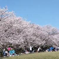 鴎と桜を追いかけて in 福岡（前編）