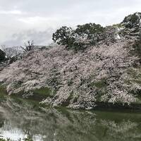 【2023年3月】東京マラソンの「東京メトロ24時間券」でお花見巡り！～目黒川・オータニ庭園・千鳥ヶ淵・靖国神社・上野公園～