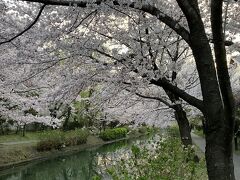 桜満開の京都から花巻へ（1）銀閣寺、哲学の道、蹴上インクライン