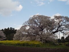 吉高の大桜、農村のんびり散歩