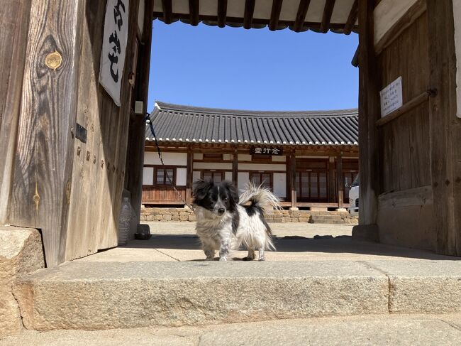 コロナ禍で出掛ける事が減り、家で久しぶりに韓国ドラマを観始め、すっかりハマった。<br />10年以上前に「ハングル検定3級」を取得したものの勉強から遠ざかっていたけど、勉強も再開し、ハングル検定準2級まで受けた。<br />結果は100点満点中のなんと44点(笑)　←もはやネタ<br />それでもちょっと韓国語使いたいな～という思いと、ドラマですっかりお洒落シティに描かれていた釜山に久しぶりに行ってみたいという思いで旅立つこととしました！<br />そして、昔から行きたいと思っていた河回村（朝鮮時代に作られた集落がそのままの姿で残り、今も子孫の方々が生活している村）まで足を延ばすことに。<br />自力での行き方も紹介します。<br /><br />思いがけず桜が満開で美しかったので、その様子もお伝えします。<br /><br />1ウォン＝約0.1円<br />航空券（大韓航空　成田/釜山）　46,320円<br /><br />☆スケジュール☆<br />2023/3/26（日）成田から釜山へ（釜山泊）★この旅行記★<br />2023/3/27（月）バスで安東経由で河回村へ日帰り旅行（釜山泊）★この旅行記★<br />2023/3/28（火）甘川洞文化村、海雲台観光（釜山泊） <br />2023/3/29（水）釜山タワー観光、夕方に釜山から成田へ帰国 