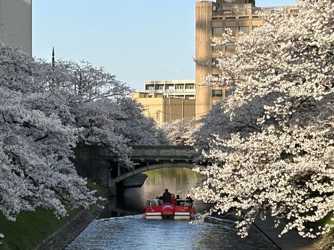今年の桜満開は早いです。<br />３日間にかけて、散歩かてら、松川・磯部・いたち川の桜を見てきました。<br />川沿い２－３ｋｍ、ずっと桜並木です。<br /><br />桜の季節、毎年、同じ道を歩いてます。<br /><br />晴天続きで、気持ちの日が続いてますね。<br /><br />去年もアップしていると思いますが、備忘として、今年もアップさせて頂きました。<br />
