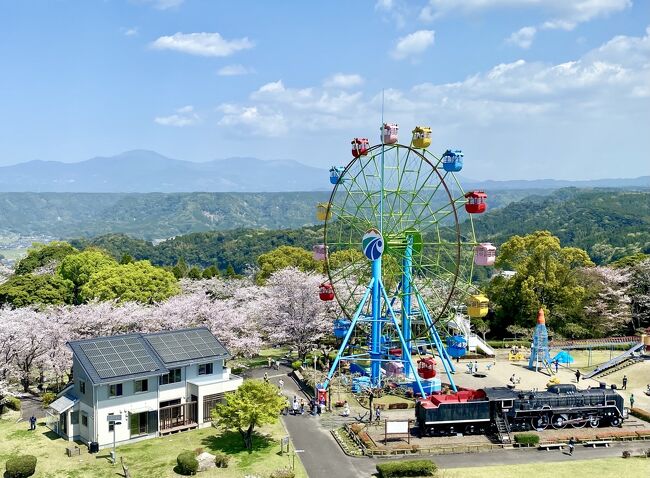 鹿児島の桜開花は関西や関東より遅目です。一旦寒くなることで開花のスイッチが入るそうですが、温暖な南国はスイッチが入りにくいのです。ただ、咲き始めるとあっという間に満開になり、あっという間に散り始めて葉桜になるので、全ての枝が満開になる時期はほとんどありません。見頃は二日間くらいの感じなのです。50年後には鹿児島では桜は開花しなくなるとの予想もあります。<br /><br />今年も我が家から歩いて1時間弱の国分城山公園に登ってみました。屋久島トレッキング前にトレーニングで何度か歩いたくらい、かなりの傾斜を一気に登るのでハードな道のりです。<br /><br />公園からは桜島や錦江湾、霧島連山の眺めもよく、展望台、観覧車や遊具、日本一高低差のゴーカートもあるので、沢山の人がお花見に訪れていました。暑かったので早くもカキ氷の屋台も出ていました。平日にも関わらず上の駐車場は満車で、順番待ちの車が下の駐車場まで並んでいました。<br /><br />下の公園で昼食にしましたが、こちらも家族連れやグループで賑わっていました。コロナ禍を経ていつもの風景が戻り、子どもたちの楽しそうな声を聞け、こちらまで嬉しくなりました。<br /><br />霧島市国分 天降川沿いの桜 2023.3.29<br />https://4travel.jp/travelogue/11818373<br /><br />龍馬ハネムーンロードの桜 から美味しいイタリアン「トレグラッポリ」でランチ 2023.3.30<br />https://4travel.jp/travelogue/11818601<br /><br />動画はコチラ(8分)<br />https://youtu.be/_6UIC-0VIKE