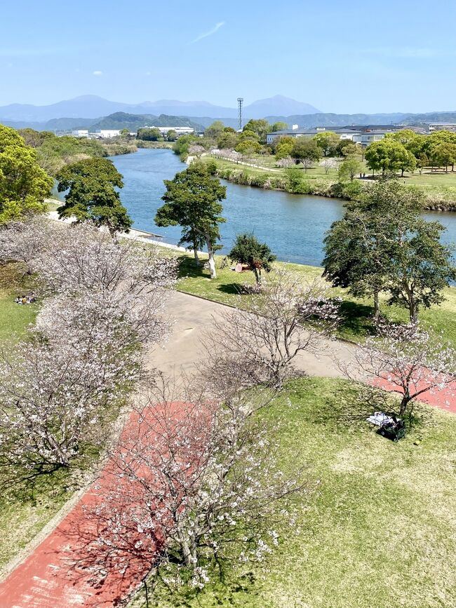 自宅から歩いて15分の「天降川(あもりがわ)ふるさとの川河川公園」。南側のしらさぎ橋から北側の野口橋まで1周する散歩コースは、以前に住んでいた京都の鴨川沿いに少し雰囲気が似ており、お気に入りの場所です。<br /><br />天降川の両岸に整備された美しい公園で、川面には鴨や黒バンが集まって餌をねだりにやって来ます。公園と川沿いには桜並木が続き、今回はお花見のシーズンとあって多くの人で賑わっていました。<br /><br />南には桜島、北には霧島連山(韓国岳、新燃岳、高千穂峰)が美しい姿で見られ一年を通して市民の憩いの場となっています。<br /><br />霧島市 国分城山公園の桜 2023.3.28はコチラ<br />https://4travel.jp/travelogue/11818337<br /><br />龍馬ハネムーンロードの桜 から美味しいイタリアン「トレグラッポリ」でランチ 2023.3.30<br />https://4travel.jp/travelogue/11818601<br /><br />動画はコチラ(8分)<br />https://youtu.be/lnF7B_t5St0<br />