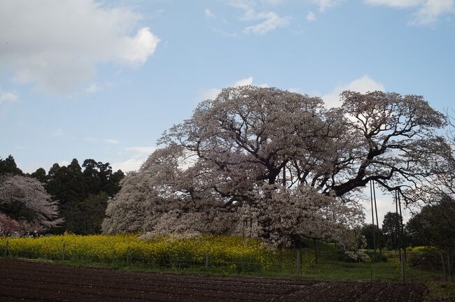 吉高の大桜が満開、との話を聞いて花見へ。<br /><br />印西市の印旛中央公園へ自家用車を駐車し、20分程の散歩。<br />例年、満開の期間は2、3日程度しか続かない為、沢山の人々が集まります。<br />大桜の周辺は農村であり、とれたて野菜や「たけのこ御飯」「やきいも」等を売っています。<br />のんびり散歩しながらの花見と、お土産が楽しめました。<br /><br />印西市の案内HPは以下<br />https://www.city.inzai.lg.jp/0000001355.html