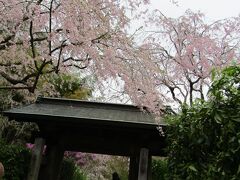 明月院の枝垂れ桜ー2023年春