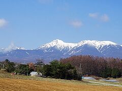 山高神代桜