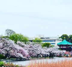 シニアトラベラー！上野公園不忍池ギリギリお花見満喫の旅