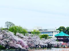 シニアトラベラー！上野公園不忍池ギリギリお花見満喫の旅