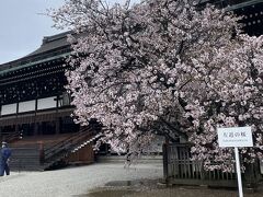 2023春の京都は雨