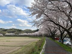 巾着田の桜　まだ見頃でした