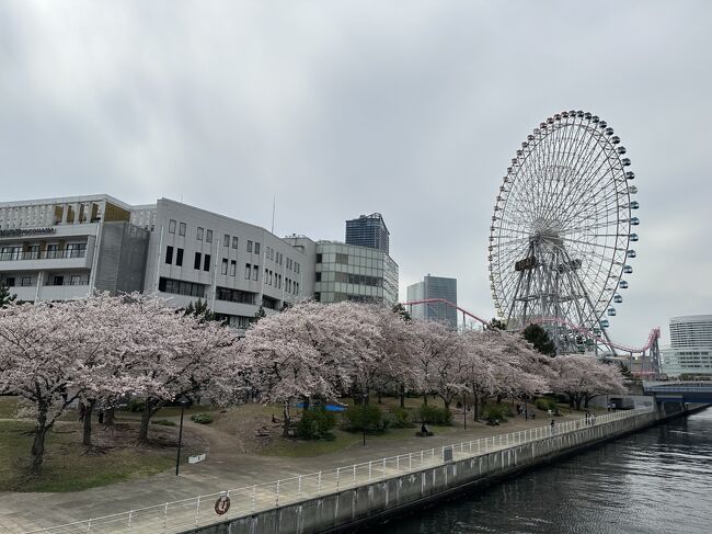 3月末、お花見で桜木町へ。<br />桜木町駅周辺のお花見スポットを回りました。<br />野毛山公園、大岡川、汽車道、新港パーク、さくら通り<br />をふらふらと回り、お花見を楽しみました。