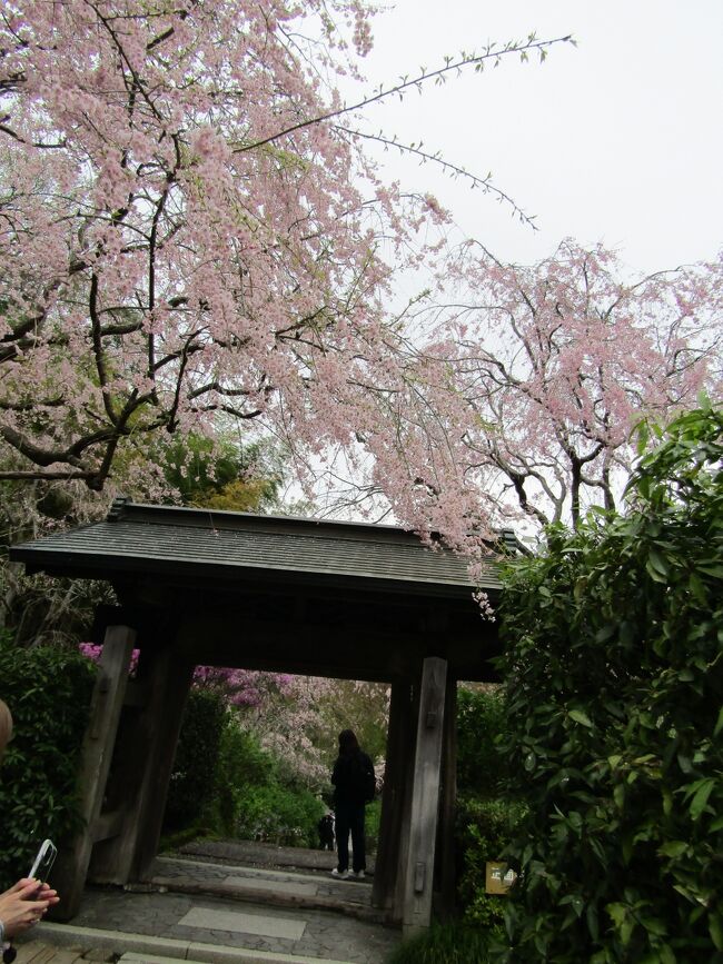 　明月院の枝垂れ桜（https://4travel.jp/travelogue/10449334）を紹介してから早14年が経つ。しかし、明月院はあじさい寺と思い込んでいる昭和の人が何と多いことか。<br />　今日も毎年来ていて3年目だというシニアの女性と大分前から来ていて、今年で3度目だというご婦人がいたが、それ以外では初めて鎌倉に来たので、名前を知っている明月院に、とか、ガイドブックを手にしながら、明月院の枝垂れ桜のことは記載されていなかったというシニアのご夫婦。<br />　そんな訳でたまたま明月院を訪れて満開の枝垂れ桜が見られたと感激する人ばかりであった。<br />　私も、今朝、明月院に電話して枝垂れ桜の開花状況を確認している。「満開で見頃です。4月5日ぐらいまででしょうか。」ということだ。<br />　JR北鎌倉駅のホームで親子（父娘）に出会ったので、聞いてみた。「鎌倉ではどこへ行かれるのですか？」、「父がボケ出したので鎌倉を散歩しようと。」、「では、明月院の枝垂れ桜が満開なのでそちらに行きましょう。」<br />　明月院への近道を通ると風情があると喜んでくれる。そして明月院の本堂横の朱印状の受付で、家から持って来た紫陽花「雨に唄えば」の鉢と開花している緋紅タンポポのポリポットを渡した。その前に本堂前で緋紅タンポポの花を「赤いタンポポ」と言って2人にも見せた。<br />　暫くして、玄関に回り、住職に合い、挨拶した。14年前のことは覚えていてくれて、あじさいの鉢と緋紅タンポポを貰って非常に喜んで下さった。<br />　昨年（https://4travel.jp/travelogue/11746772）は桜が満開にも拘わらず、コロナ禍で外国人は皆無で、境内には人が10人程度であったが、今年は非常に多くの人が来ている。しかも、その6、7割は中近東、東南アジア、中国などからの旅行者である。<br />　日本語のガイドブックには明月院の枝垂れ桜など微塵も記載されてはいないが、英語のガイドブックであればそれが記載されているということだろう。<br />　これでは何かおかしい。しかし、鎌倉ものは大抵がこんなものだ。昨年のNHK大河ドラマ「鎌倉殿の１３人」に関しても多くの書物が出版されたが、これも大抵はこれに似た程度であった。しかし、これは歴史上の問題があるから仕方ない面も確かにある。<br />　鎌倉の真実とは今ある明月院の枝垂れ桜の件に関しても真実が伝えられていないということだ。<br />　桜の時期に明月院を訪れた人は誰もが感動してとても良い時期に来れたと感謝している。連れて来た父娘も仕切りに感謝して、私に何度もお礼を言っていた。それは、日本人にとって桜、枝垂れ桜とはそういうものだからなのだろう。<br />（表紙写真は明月院山門の枝垂れ桜）<br />