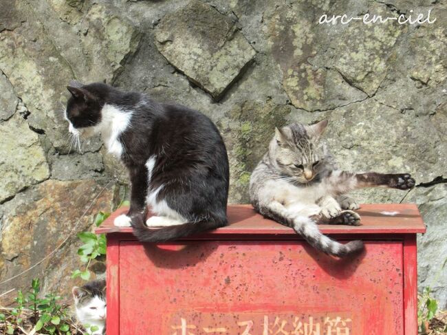 【ネコとのふれあい旅＊第2弾】田代島編&志波彦神社・鹽竈（しおがま）神社詣（2023）