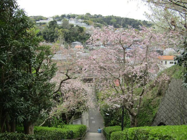 　北鎌倉円覚寺の塔頭である雲頂庵には枝垂れ桜が石段の両側に5本、境内に5、6本植えられているようだ。他に、石段側にソメイヨシノと大島桜が見える。<br />　石段の5本さえ、1本は散際であり、他よりは早咲きである。<br />　境内には駐車場寄りに一番大きな枝垂れ桜が植えられており、これ以外は若木であり、植えてからそれほど年数は経ってはいないだろう。<br />　庫裡横の石段を上った辺りから塀を見ると木立の間にうっすらと富士山が見える。前回（3/20）には富士山が綺麗に見えていたのに、あの時にもっと写真を撮っておくべきであった。<br />　この2本の木立が紅白の枝垂れ桜だったら、ここも北鎌倉では桜の名所、紅白の枝垂れ桜と富士山のコラボ、となり得る。ただし、鎌倉には枝垂れ桜と富士山のコラボを見られるスポットもないのであるから、もし、同じ時期に開花する紅白の枝垂れ桜が見付かるのであれば、それはいやが上にも評判を呼ぶことであろう。しかも何よりも電車の駅（JR北鎌倉駅）から至近である。<br />　紅白の枝垂れ桜と富士山。今日の明月院は枝垂れ桜を見に来た外国人が多く、6、7割の入山者がそうであった。それに富士山も楽しむことが出来たら、インバウンドには最強のスポットとなるはずだ。<br />　夢が膨らむ雲頂庵である。<br />（表紙写真は雲頂庵石段両側の枝垂れ桜）