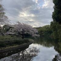 出勤途中の早朝街歩き(26) 半蔵門駅～英国大使館～千鳥ヶ淵～インド大使館～北の丸公園～大手町。"北の丸公園の桜" には静かな趣きがあった！