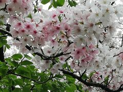 40年ぶりの八芳園と桜の庭園・洋館見学