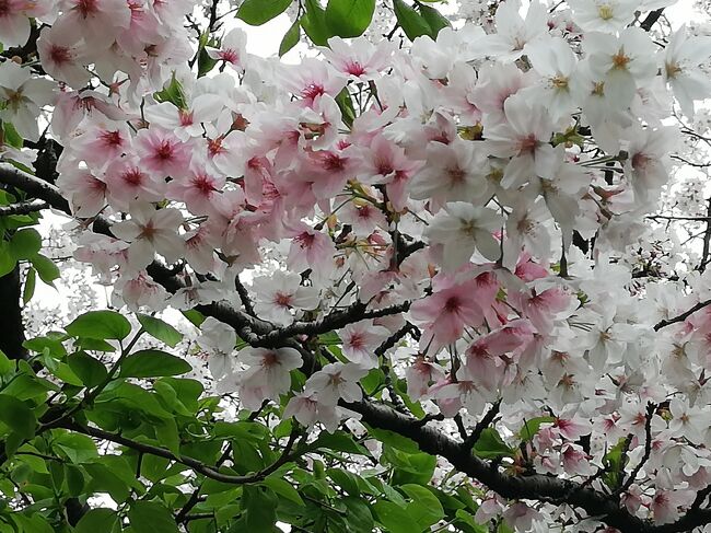 二日前の3/28に小雨の中目黒川クルーズで桜見物したにもかかわらず、又今日は「桜咲く庭園3景と洋館見学バスツアー～八芳園のプロデュースのカフェでランチ付き～」という長ーい名前のポケカルのバスツアーに参加。<br />　実は去ること40年前、八芳園で結婚式を挙げており、このツアータイトルを見た途端、若き日の想い出ががフラッシュバック、即申し込んでしまったのでした。<br />　もう桜は散っているだろうと諦めムードでしたが、意外に六本木桜坂が満開の状態で、桜を堪能しました。旧前田家本邸の洋館は大変見応えがあり、こちらの広い芝庭の桜も今が盛りでした。<br />　全国旅行支援の最終日（延長が決まったようですが）クーポンもいただき孫へのお土産に使うことが出来ました。&quot;花金&quot;でどこも人手でごった返す中、バスでのんびり移動でき、各所の桜も見ることができ、日帰りバス旅行ならではの楽しいひとときでした。