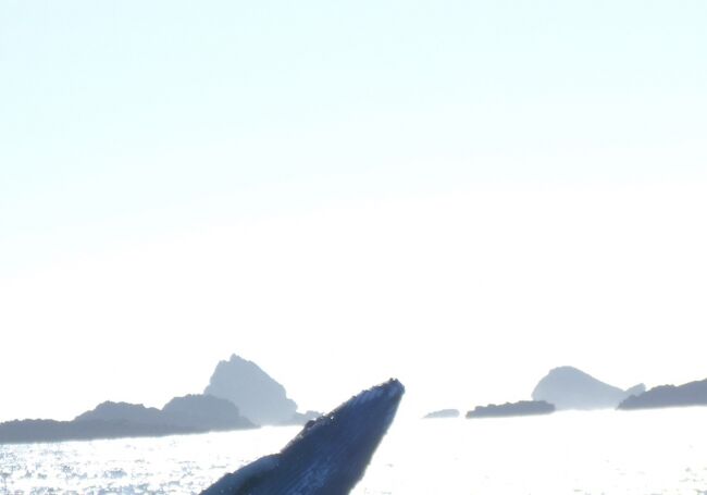 １月に小笠原を選んだのは<br />クジラに会うこと<br />沖縄でも経験はあるが<br />ホエールウォッチングのルールを守り<br />クジラにこちらから近づかない<br />（クジラから近づいてくるのは例外）<br />ボートが一隻ということもあり<br />クジラから寄ってきて近くで見れることもあり<br /><br />そして小笠原の海をのぞいてみる<br /><br />そこには不思議な世界があった