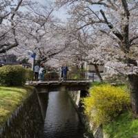 レンタサイクルで回る京都