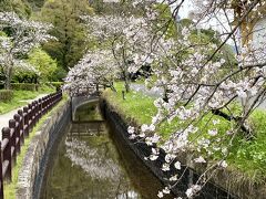 龍馬ハネムーンロードの桜 から美味しいイタリアン「トレグラッポリ」でランチ 2023.3.30