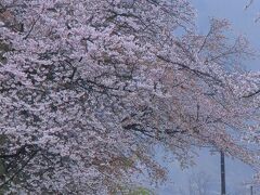 岐阜　桜めぐり～根尾谷淡墨桜、日当駅、谷汲口駅、奥の細道むすびの地