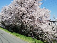 自転車で近所に買い物に行ったついでに、満開の桜を鑑賞してきた。
