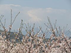 吾妻山公園の桜と富士山ー2023年春