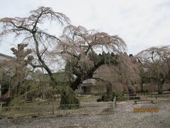 七十二候・桜始開（さくらはじめてひらく）：遅かりし山武（さんむ）の妙宣寺（みょうせんじ）の枝垂れ桜。