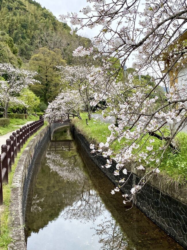 三日続けての桜めぐり。昨年も歩いた「龍馬ハネムーンロード」に出かけてみました。昨年とは逆まわりでした。<br /><br />しばらくの間、車がないためバスで日当山西郷どん村の前(バス停は木の房)まで行き、そこからダイレックス駐車場近くにある蛭児神社の鳥居をくぐってスタート。<br /><br />民家の間を登って「神代の楠」を経て蛭児神社に参拝したあと、宮内原用水沿いの遊歩道を歩いて行きました。桜島を眺めながらのいいコースですが、桜はまだまだこれからでした。ナルキッスス・ブルボコディウム、ハート型のハクサンボクやシャガ、イチハツなどのアヤメ類などの可憐な花が見られました。<br /><br />宮の杜ふれあい公園横の用水沿いは、以前住んでいた京都の「哲学の道」に少し感じが似ているので、春歩くのが好きな遊歩道です(桜の密度は全く違いますけどね)。<br /><br />鹿児島神宮まで歩いたら一の鳥居まで進んで、予約していたイタリアンに向かいました。ランチコースは美味しくてお得感があるので、平日でも賑わっています。<br /><br />霧島市 国分城山公園の桜 2023.3.28<br />https://4travel.jp/travelogue/11818337<br /><br />霧島市国分 天降川沿いの桜 2023.3.29<br />https://4travel.jp/travelogue/11818373<br />